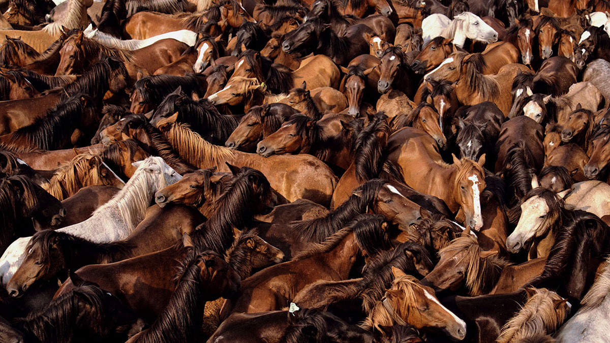 Fillos Do Vento | A Rapa